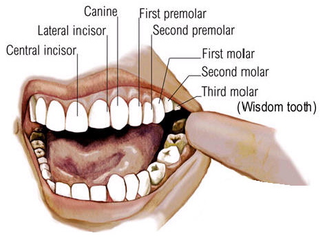 oral surgeon maryland